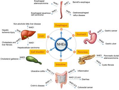 (Patho-)Physiology of Na+/H+ Exchangers (NHEs) in the Digestive System